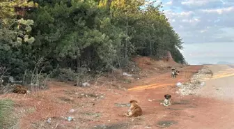 Bilecik'te Başıboş Köpeklerle İlgili Endişeler Artıyor