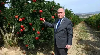 Denizli'de Nar Hasadı Başladı, Rekor Üretim Bekleniyor