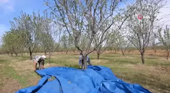 Edirne'de İklim Değişikliğine Dayanıklı Badem Hasadı Başladı