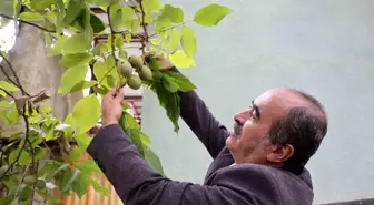 Küresel Isınma Ceviz Üretimini Olumsuz Etkiliyor