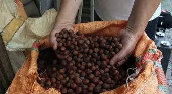 Giresun'da Fındık Fiyatları Düşüşte: 130 Liradan 116 Liraya Geriledi