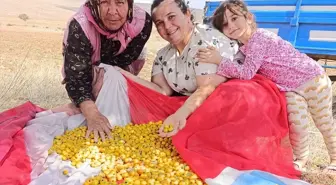 Yunak'ta Alıç Ağaçları İlgi Gördü