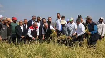 Diyarbakır'da Tescilli Karacadağ Pirinci Hasadı Başladı