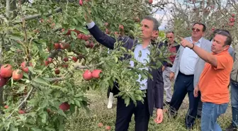 Isparta'da Dolu Felaketi: 16 Bin Dekar Elma Bahçesi Zarar Gördü