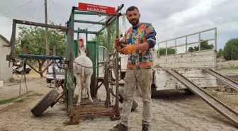 Elbistan'da Nalbant Kenan Kaya, Sahipsiz Hayvanlara Ücretsiz Tırnak Bakımı Yapıyor