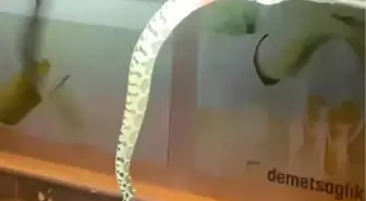 Bursa'da Seyir Halindeki Otomobilin Kaputundan Yılan Çıktı