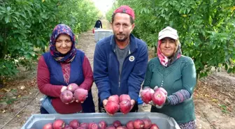 Isparta'da Elma Hasadı Başladı: 1 Milyon Ton Rekolte Bekleniyor