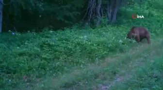 Küre Dağları'nda Ayıların Doğal Davranışları İzleniyor