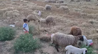 Osmaniye'de Mavi Dil Hastalığı Nedeniyle Karantina Uygulaması Başlatıldı