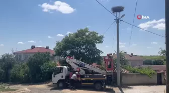 Termal Kameralı Dronlarla Leylek Yuva Bakımı Başlatıldı