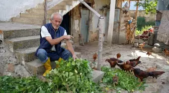 Bayburt'ta Ayıların Kümes Saldırısı: 10 Hayvan Telef Oldu