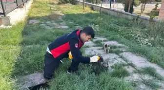 Sungurlu'da İtfaiye Ekipleri Sıkışan Kedi ve Köpek Yavrusunu Kurtardı