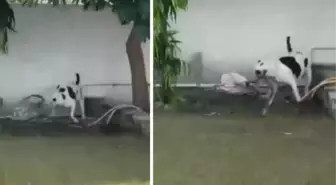 Hindistan'da pitbull cinsi köpek, bahçede oynayan çocukları kobra yılanının saldırısından kurtardı