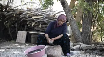 Tunceli'de Köylüler Çedene Hasadı Yapıyor