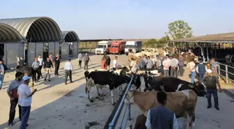 Edirne'de Koyun-Keçi Çiçeği ve Şarbon Nedeniyle Hayvan Hareketleri Yasaklandı