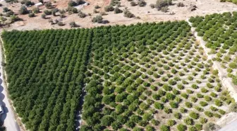 Mersin'de Erkenci Limon Hasadı Başladı