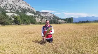 Kastamonu'da Çeltik Hasadı Dualarla Başladı