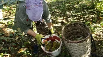 Sinop'ta Erfelek Kestanesinde Verim Artışı Bekleniyor