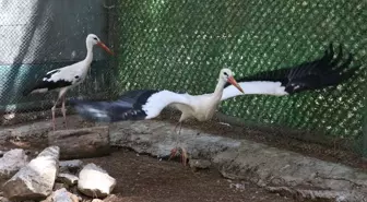 Yaralı Leylekler Rehabilitasyon Merkezinde İyileşiyor