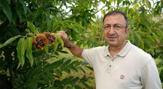 Gal Arısına Dayanıklı Kestane Çeşitlerinin Hasadına Başlandı