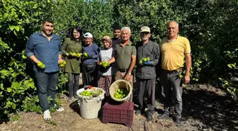 Mersin'de Limon Hasadı Başladı, İhracat Yolu Açıldı