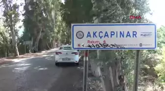 Ula'daki Aşıklar Yolu'ndaki Okaliptüs Ağaçlarına Yazı Yazılmasına Dikkat