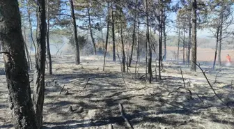 Bilecik'te Orman Yangını Hızla Söndürüldü