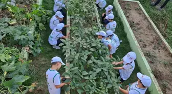 Serdivan'da İlkokul Öğrencileri Ektikleri Sebze ve Meyveleri Hasat Etti