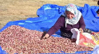 Sivas'ta Antep Fıstığı Üretimi Yaygınlaşıyor