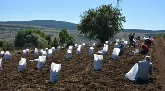 Tokat'ta Tescilli Başçiftlik Beyazı Patatesi Hasadı Başladı