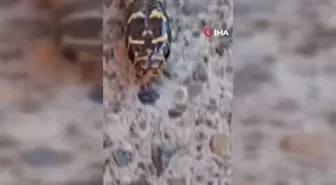Tunceli'de Uysal Yılan Görüntülendi