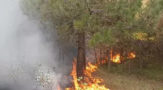 Mudurnu'da Orman Yangını Kontrol Altına Alındı