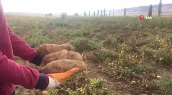 Erzincan'da Patates Hasadı Başladı