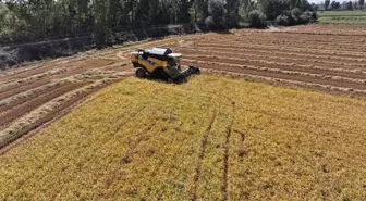 Edirne'de Kuraklığı Yenerek Çeltik Üretiminde Verim Kaybı Yok