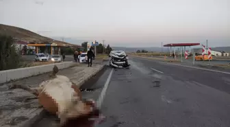 Bingöl'de Trafik Kazası: İneğe Çarpan Araçta Bir Yaralı