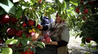 Yahyalı Elması, 25 Ülkede Damakları Tatlandırıyor