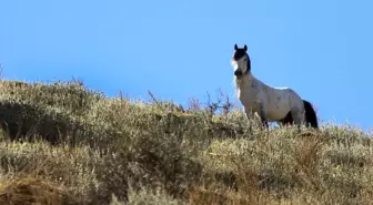 Karadağ'daki Yabani Yılkı Atları Doğaseverlerin İlgi Odağı