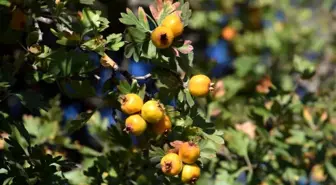 Malatya'da Alıç Hasadı Başladı