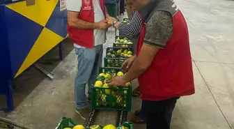 Ortaca'da Nar ve Limon Rekoltesi Artışı İhracat Rekorları Getiriyor