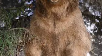 Uzungöl Dursun Ali İnan Müzesi Yaban Hayatı Bölümü ile Ziyaretçilerin İlgi Odağı Oluyor