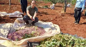 Kaymakam Özgür İşçimen, Antep Fıstığı Hasadına Katıldı