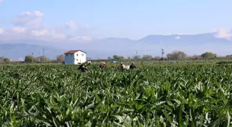 Aydın Enginarı Coğrafi İşaret Tescili İçin Adım Attı