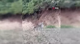 Elazığ'da Nesli Tükenme Tehlikesi Altında Olan 2 Vaşak Görüntülendi