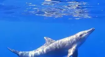 Türkiye Sularında Yeni Yunus Türü Keşfedildi