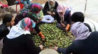 Van'ın Çatak ilçesinde organik ceviz hasadı başladı