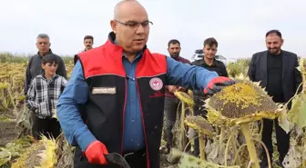 Ağrı'da Çerezlik Ayçiçeği Hasadı Başarıyla Devam Ediyor