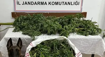 Artvin'de 15,5 Kilogram Esrar Ele Geçirildi, 1 Tutuklama