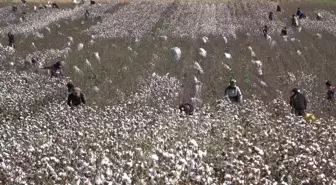 Pamuk Üreticileri Cumhuriyet Tarihinin En Sıkıntılı Dönemini Yaşıyor