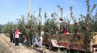 Niğde'de Elma Üretimi Kuraklık ve Sıcaklık Etkisiyle Düşüyor