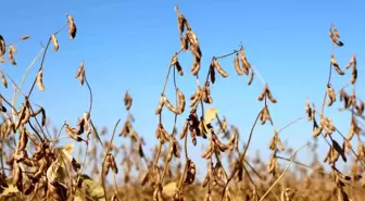 Diyarbakır'da Soya Tohumu Dağıtımı ve Ekim Alanları Artıyor